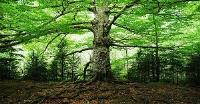 Durham Tree Service Pros image 24